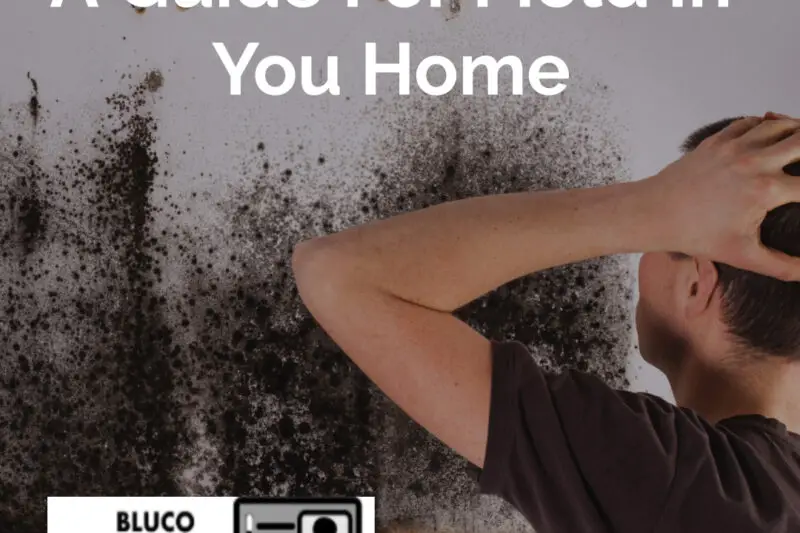A Guide: For Mold In You Home